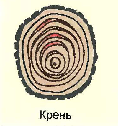 Крень